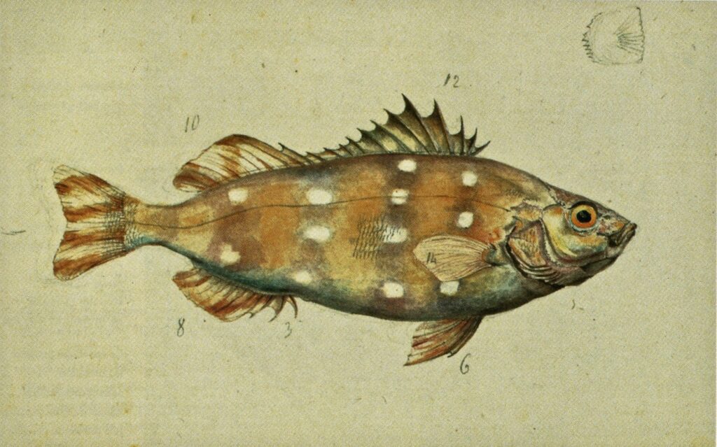 Largescaled Therapon (Terapon theraps) |commons:File:Charles-Alexandre Lesueur Terapon theraps northern Australia randlos.jpg