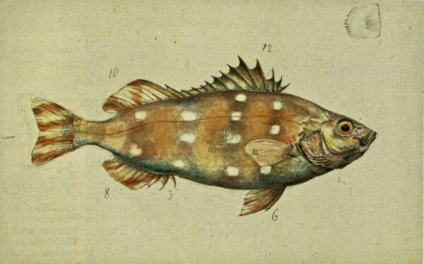 Largescaled Therapon (Terapon theraps) |commons:File:Charles-Alexandre Lesueur Terapon theraps northern Australia randlos.jpg
