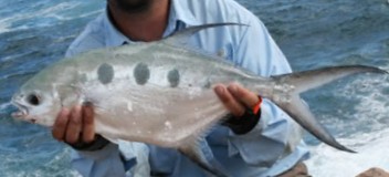 Largespotted Dart (Trachinotus botla) |commons:File:Trachinotus botla.jpg