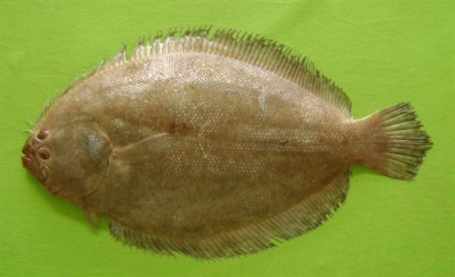 Largetooth Flounder (Pseudorhombus arsius) |commons:File:Pseudorhombus arsius.jpg