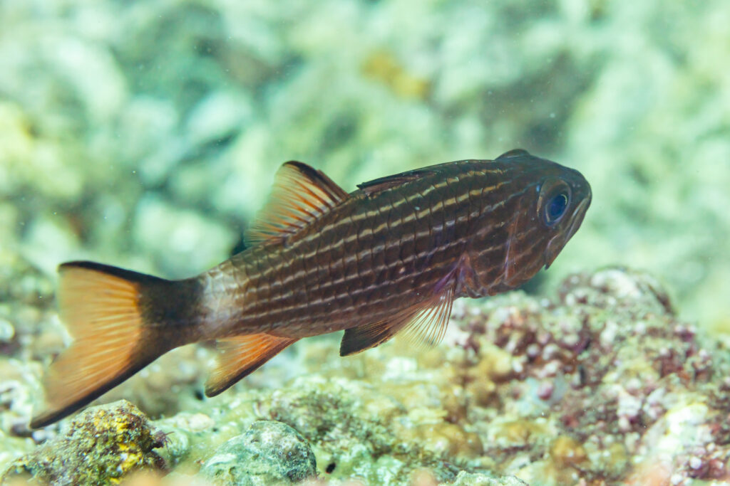 Largetoothed Cardinalfish (Cheilodipterus macrodon) |commons:File:Apogónido (Cheilodipterus macrodon), islas Ad Dimaniyat, Omán, 2024-08-15, DD 41.jpg