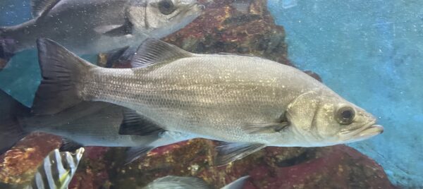 Lateolabrax latus (Lateolabrax latus) |commons:File:Lateolabrax latus Katsurahama1.jpg
