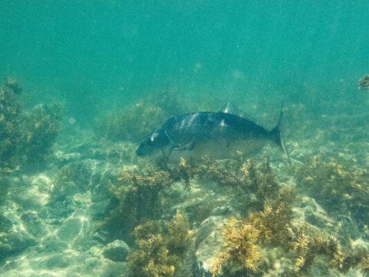 Latridopsis ciliaris (Latridopsis ciliaris) |commons:File:Latridopsis ciliaris gisborne.jpg