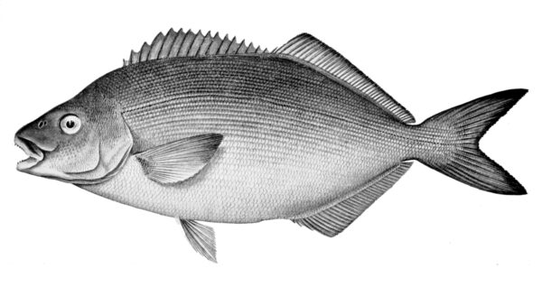 Latridopsis forsteri (Latridopsis forsteri) |commons:File:Latridopsis forsteri.jpg