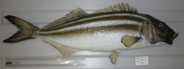 Latris lineata (Latris lineata) |commons:File:Latris lineata (Bloch and Schneider, 1801) (AM MA28389-3).jpg