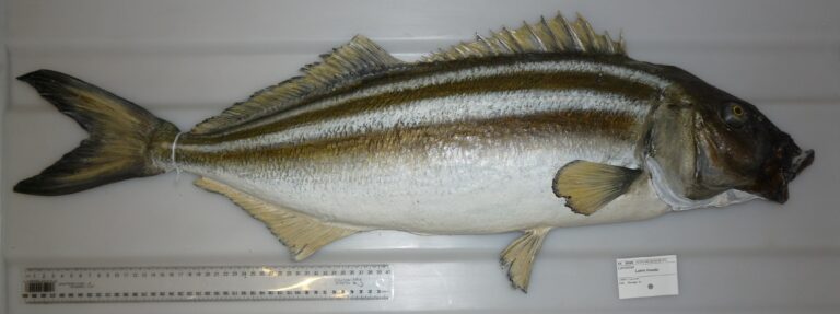 Latris lineata (Latris lineata) |commons:File:Latris lineata (Bloch and Schneider, 1801) (AM MA28389-3).jpg