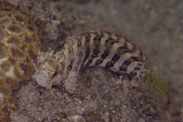 Lawnmower Blenny (Salarias fasciatus) |commons:File:Blénido (Salarias fasciatus), Anilao, Filipinas, 2023-08-22, DD 276.jpg