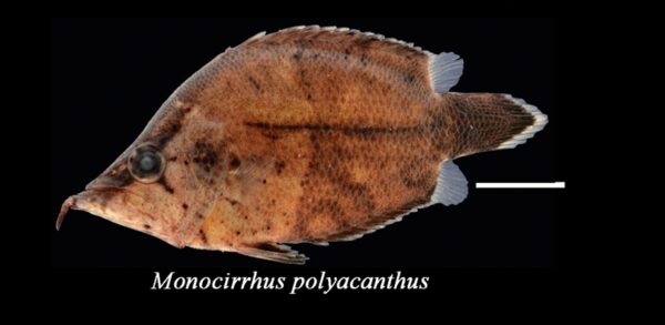 Leaf Fish (Monocirrhus polyacanthus) |commons:File:Monocirrhus polyacanthus, Tapajós.jpg