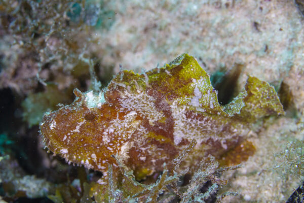 Leaf Scorpionfish (Taenianotus triacanthus) |commons:File:Pez escorpión de vela (Taenianotus triacanthus), Zanzíbar, Tanzania, 2024-05-29, DD 13.jpg