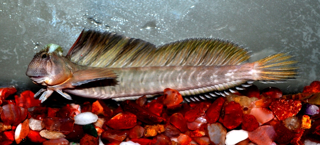 Leaping Blenny (Alticus kirkii) |commons:File:Alticus kirkii 2013-12-17.jpg