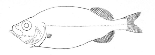 Legless Searsid (Platytroctes apus) |commons:File:Platytroctes apus.jpg