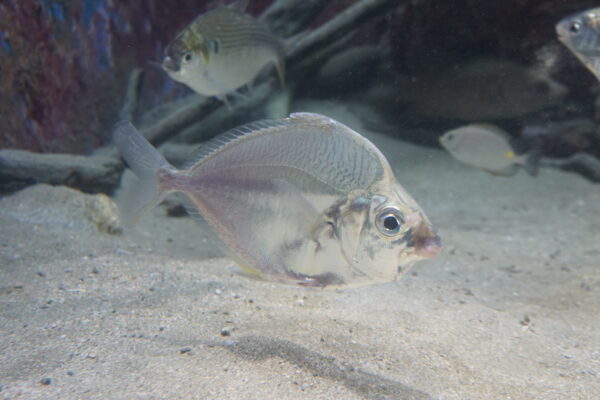 Leiognathus equula (Leiognathus equula) |commons:File:Leiognathus equula Churaumi.jpg