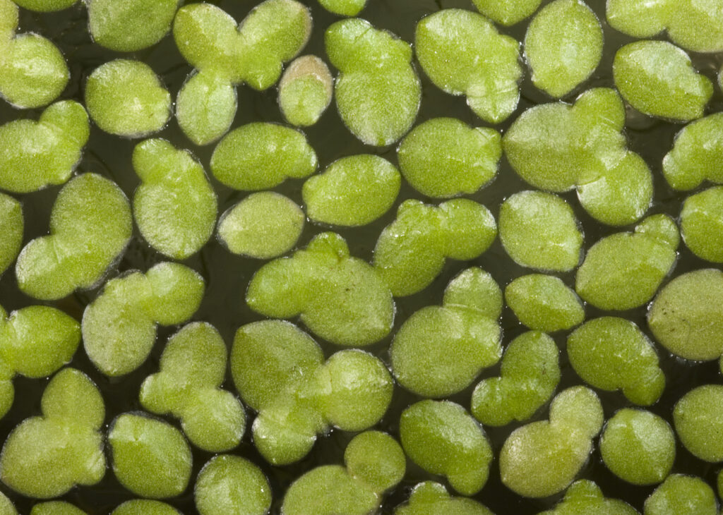 Lemna Aequinoctialis (Lemna aequinoctialis) |commons:File:Lemna aequinoctialis - Flickr - Kevin Thiele.jpg