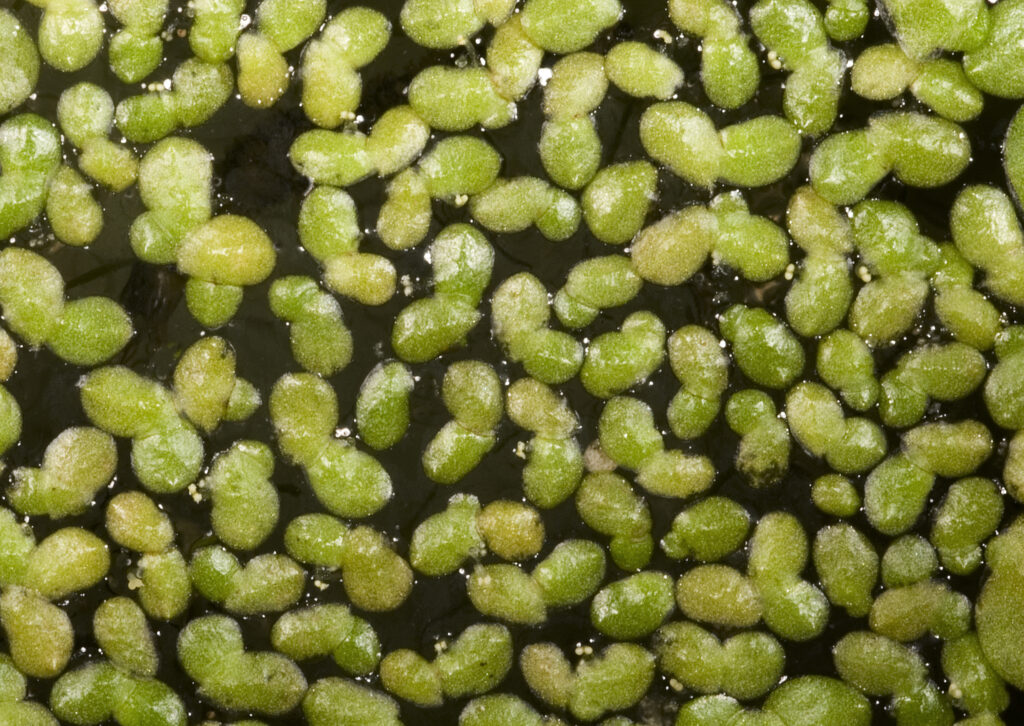 Lemna Disperma (Lemna disperma) |commons:File:Lemna disperma - Flickr - Kevin Thiele.jpg