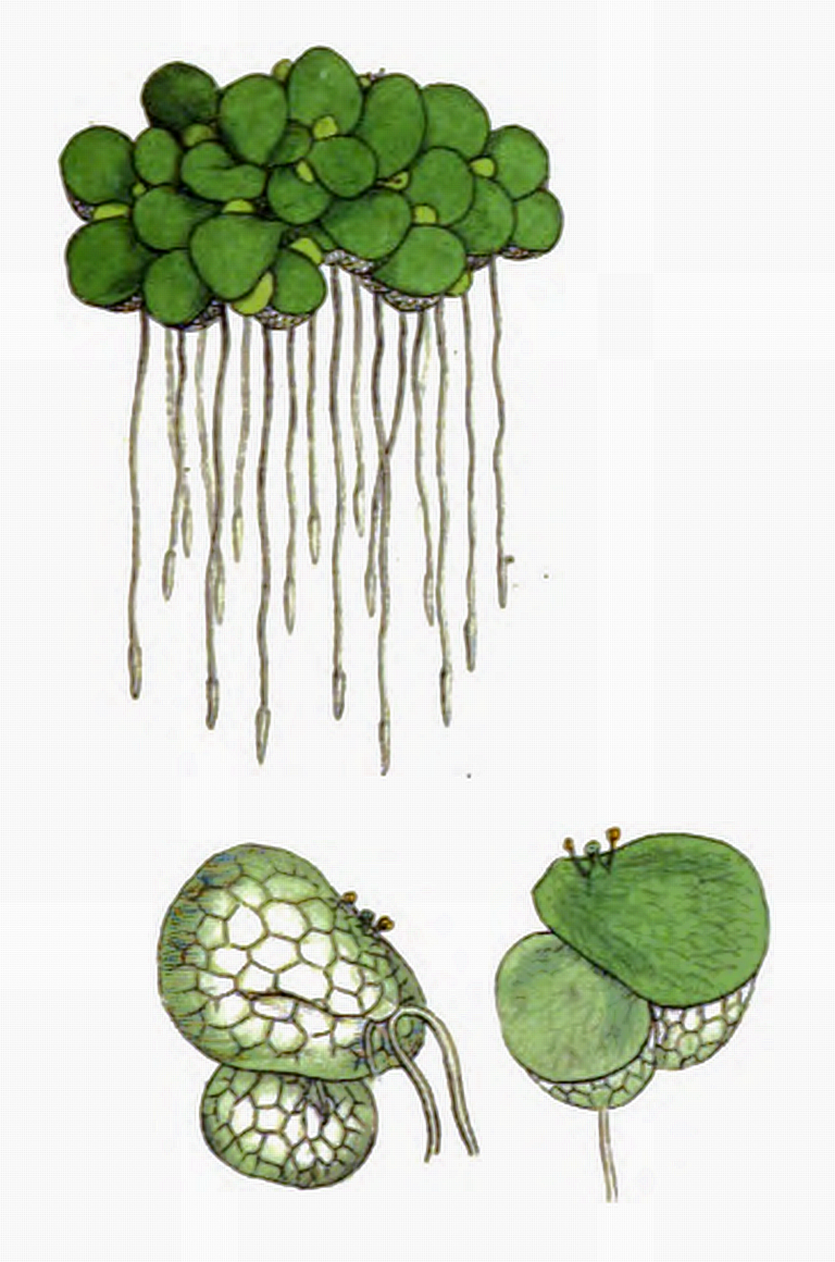 Lemna Gibba (Lemna gibba) |commons:File:Lemna gibba BD.png