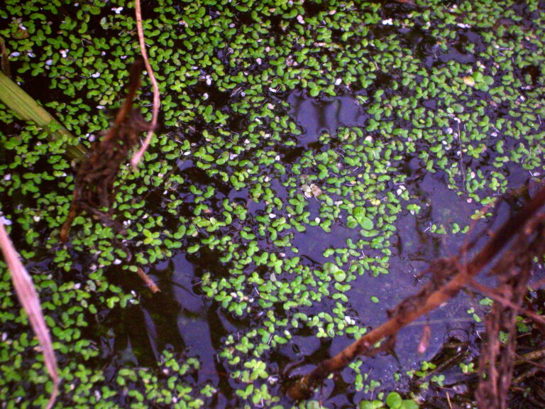 Lemna Perpusilla (Lemna perpusilla) |commons:File:Lemna perpusilla.JPG
