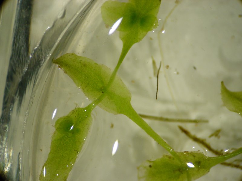 Lemna Trisulca (Lemna trisulca) |commons:File:Lemna trisulca.jpeg