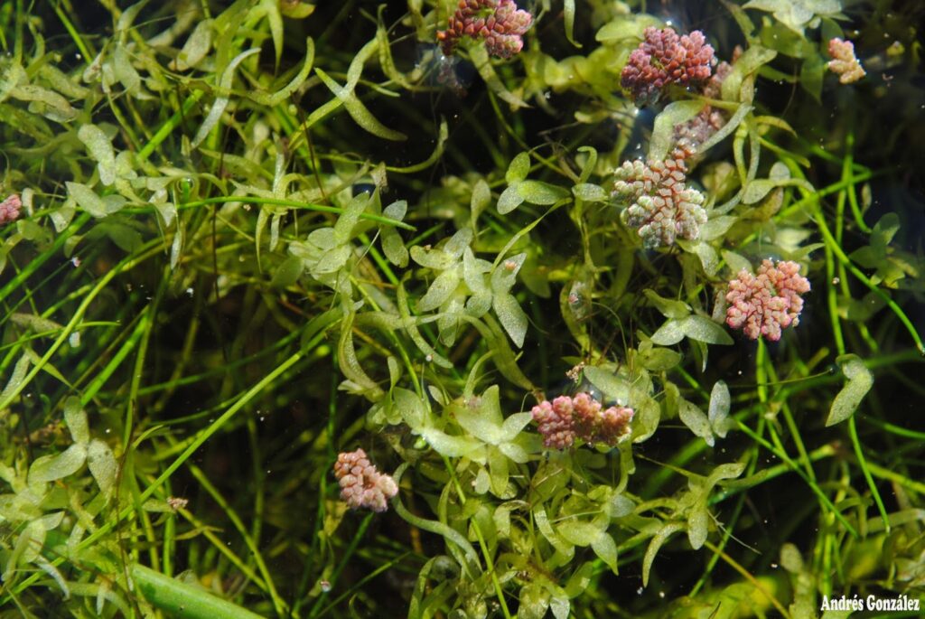 Lemna Valdiviana (Lemna valdiviana) |commons:File:Lemna valdiviana- Soriano, Palmar, Bañado al margen del Río Negro 2.jpg