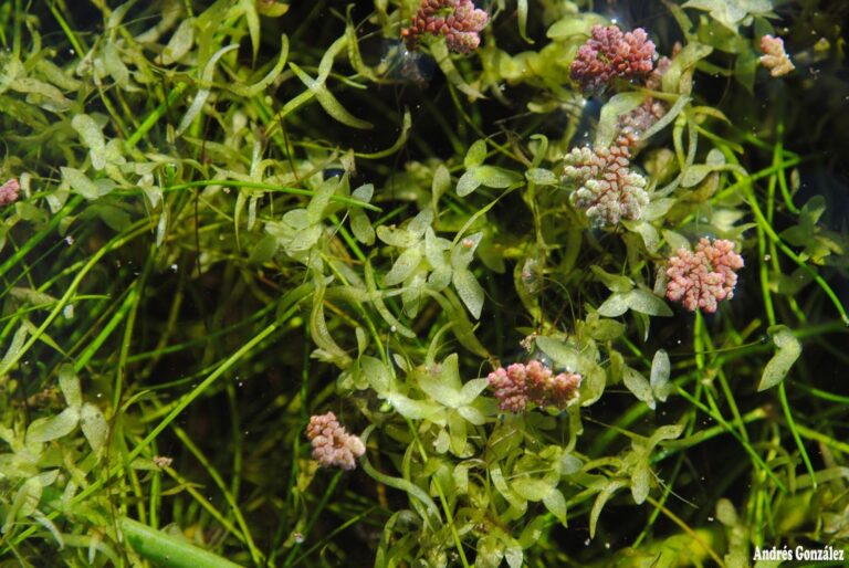 Lemna Valdiviana (Lemna valdiviana) |commons:File:Lemna valdiviana- Soriano, Palmar, Bañado al margen del Río Negro 2.jpg