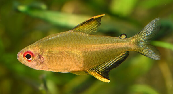 Lemon Tetra (Hyphessobrycon pulchripinnis) |commons:File:Citrontetra Hyphessobrycon pulchripinnis.jpg