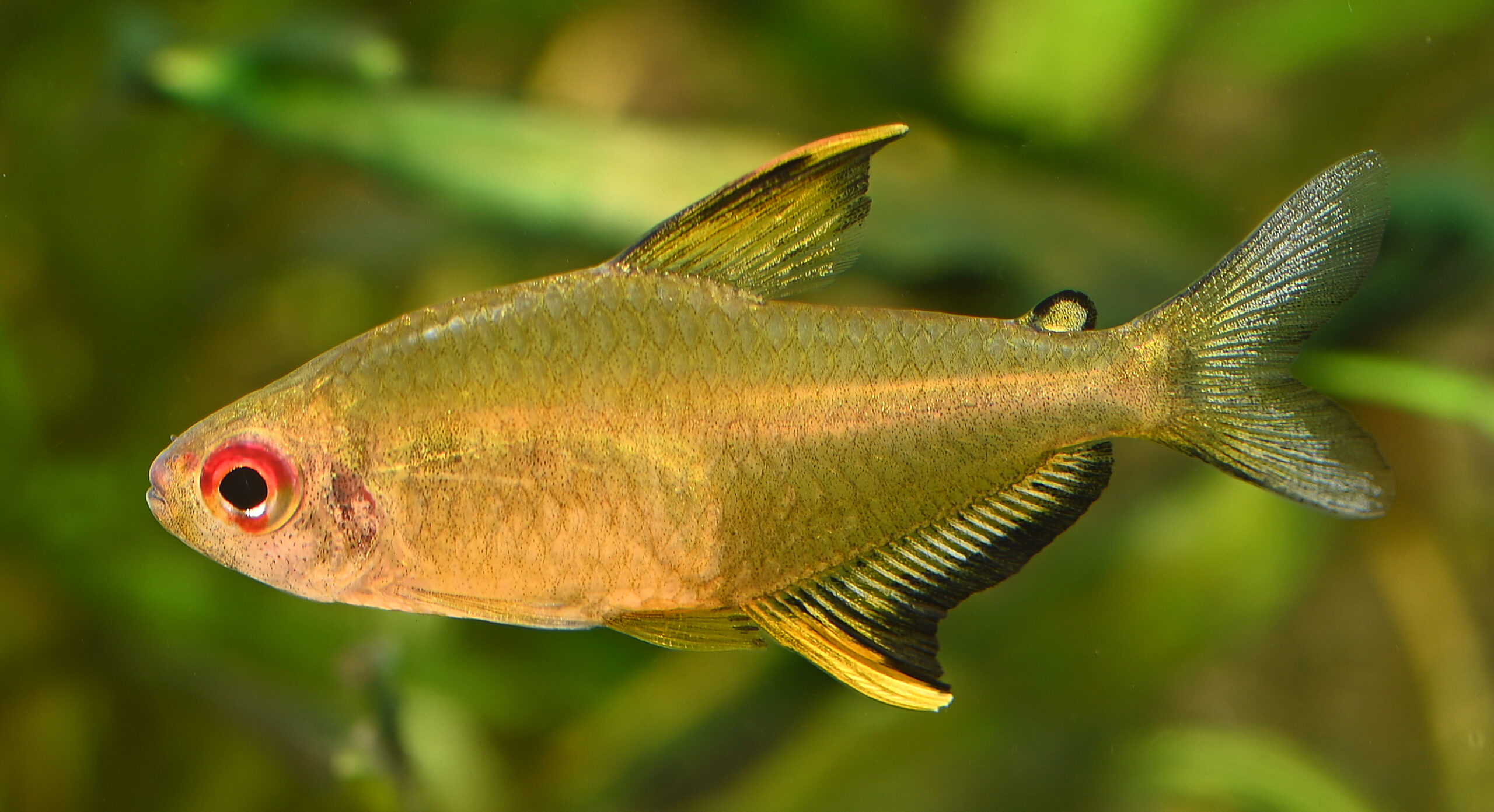 Lemon Tetra (Hyphessobrycon pulchripinnis) |commons:File:Citrontetra Hyphessobrycon pulchripinnis.jpg
