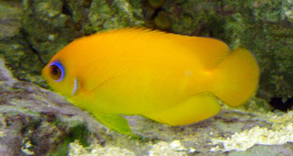 Lemonpeel Angelfish (Centropyge flavissima) |commons:File:Centropyge flavissima.JPG
