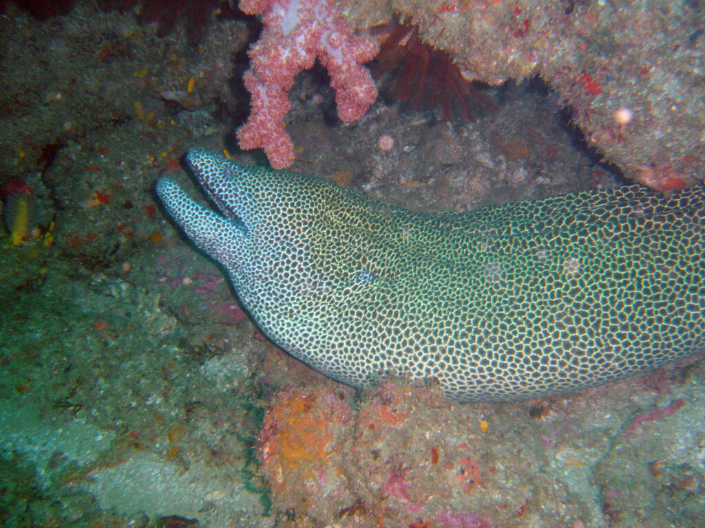 Leopar Müren Gymnothorax favagineus