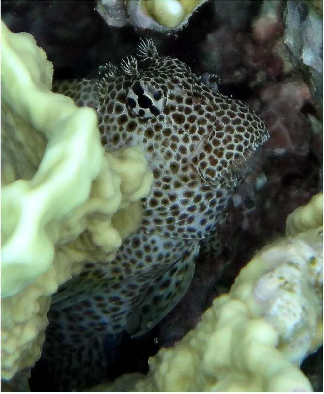Leopard Blenny (Exallias brevis) |commons:File:Exallias brevis.jpg