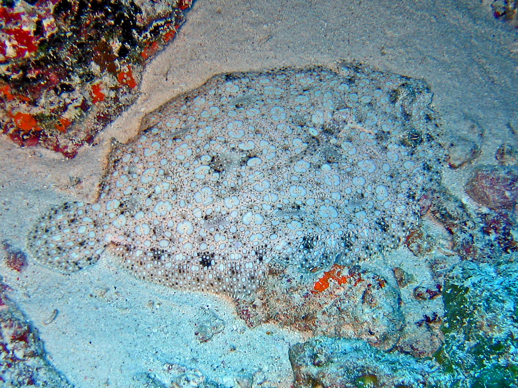 Leopard Flounder (Bothus pantherinus) |commons:File:Bothidae - Bothus pantherinus.jpg