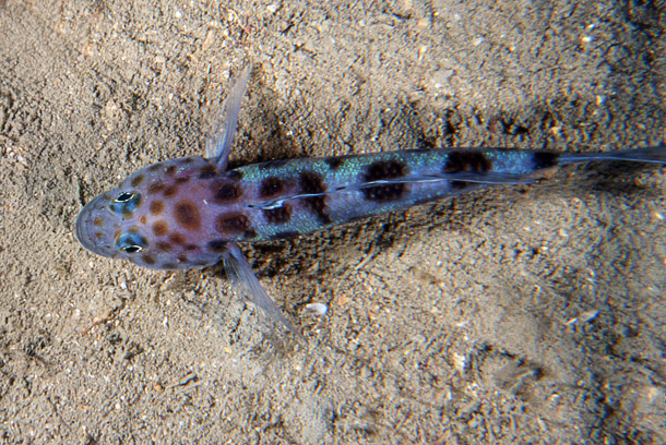 Leopard-spotted Goby (Thorogobius ephippiatus) |commons:File:Thorogobius ephippiatus (Stefano Guerrieri).jpg