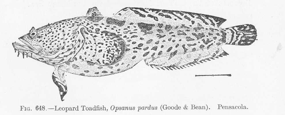 Leopard Toadfish (Opsanus pardus) |commons:File:FMIB 52217 Leopard Toadfish, Opsanus pardus (Goode & Bean) Pensacola.jpeg