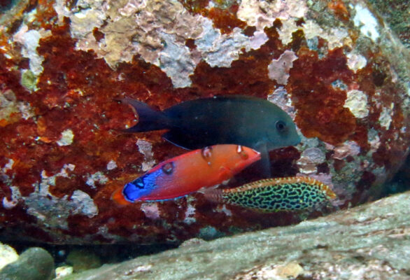 Leopard Wrasse (Macropharyngodon meleagris) |commons:File:Coris gaimard, Macropharyngodon meleagris.jpg