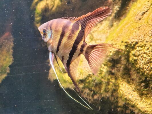 Leopoldi Angelfish (Pterophyllum leopoldi) |commons:File:Labroidei - Pterophyllum leopoldi - 1.jpg