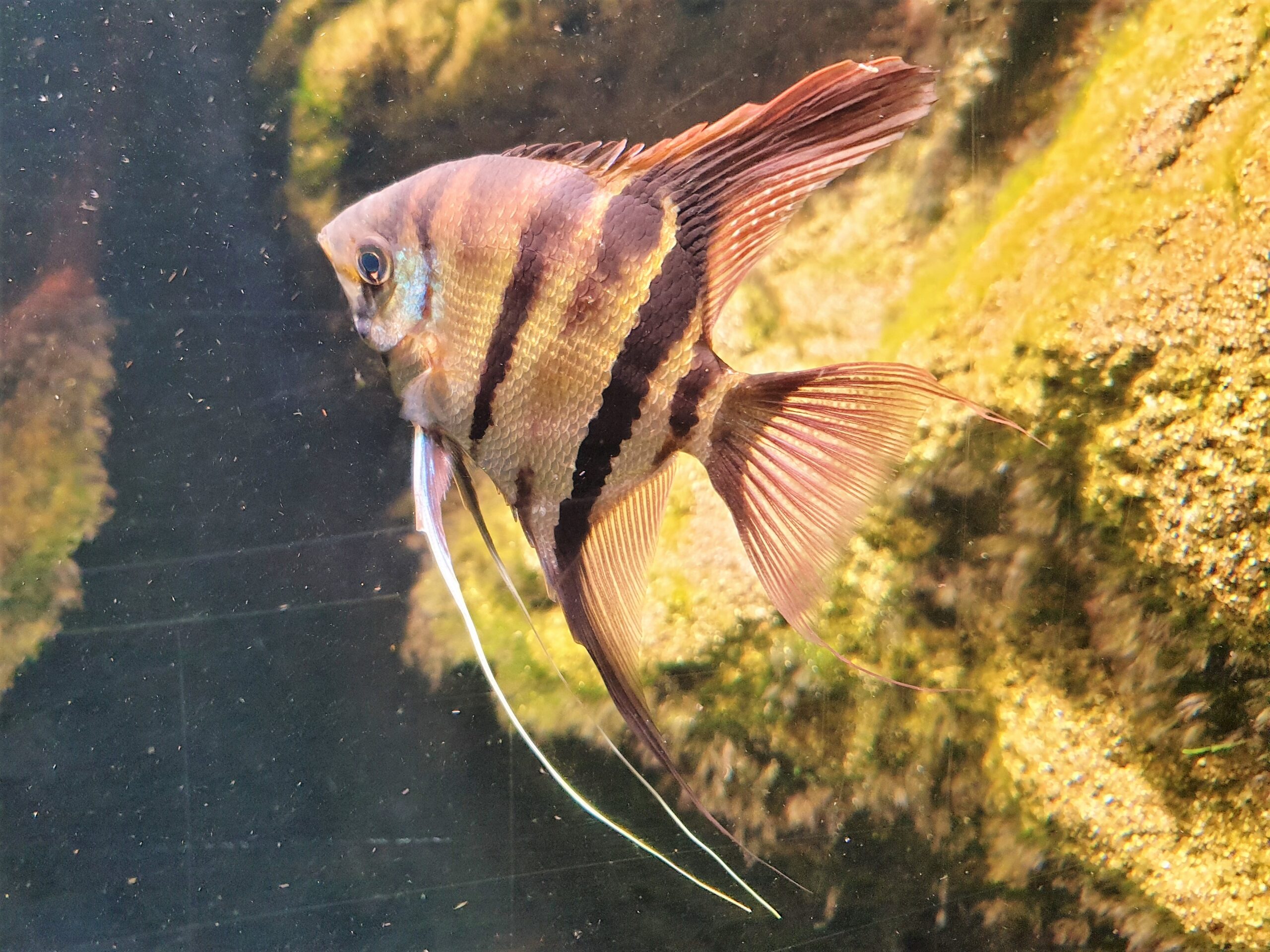 Leopoldi Angelfish (Pterophyllum leopoldi) |commons:File:Labroidei - Pterophyllum leopoldi - 1.jpg