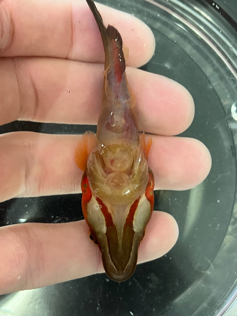 Lepadogaster candolii (Lepadogaster candolii) |commons:File:Lepadogaster candolii 480837159.jpg