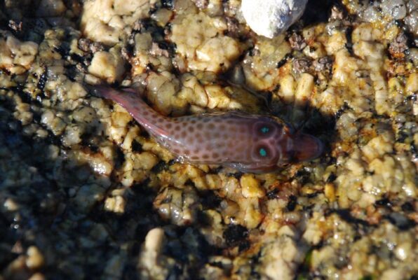 Lepadogaster purpurea (Lepadogaster purpurea) |commons:File:Lepadogaster purpurea (Cornwall, England).jpg