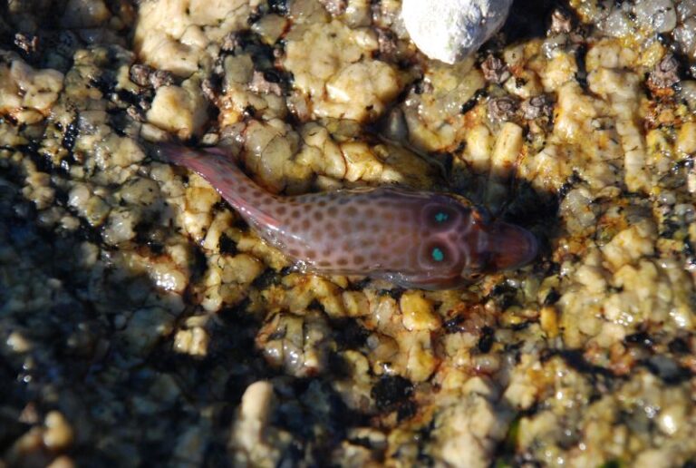 Lepadogaster purpurea (Lepadogaster purpurea) |commons:File:Lepadogaster purpurea (Cornwall, England).jpg