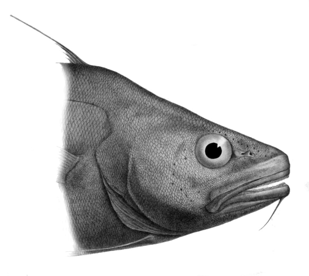 Lepidion guentheri (Lepidion guentheri) |commons:File:Lepidion guentheri.jpg