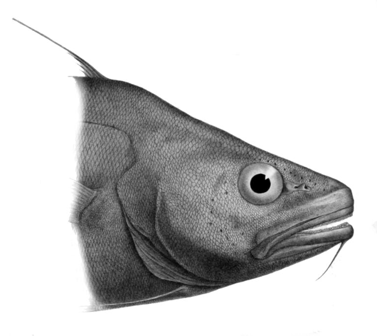 Lepidion guentheri (Lepidion guentheri) |commons:File:Lepidion guentheri.jpg