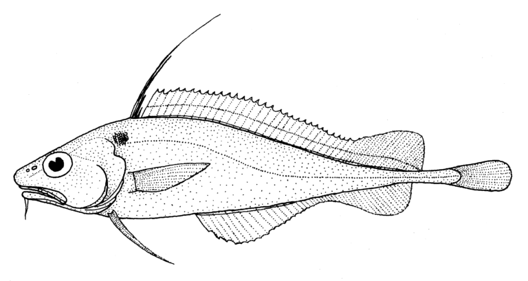 Lepidion microcephalus (Lepidion microcephalus) |commons:File:Lepidion microcephalus (Small-headed cod).gif