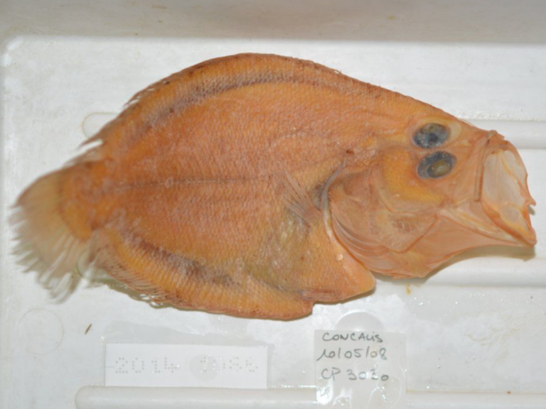 Lepidoblepharon ophthalmolepis (Lepidoblepharon ophthalmolepis) |commons:File:Lepidoblepharon ophthalmolepis.png