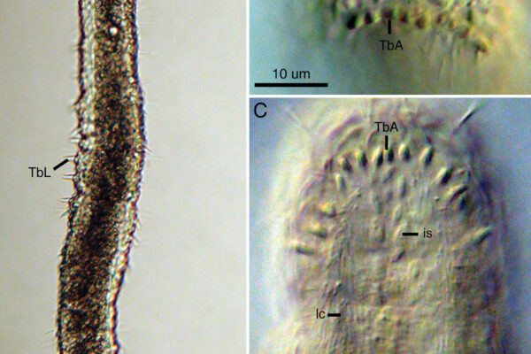Lepidodasys ligni Lepidodasys ligni
