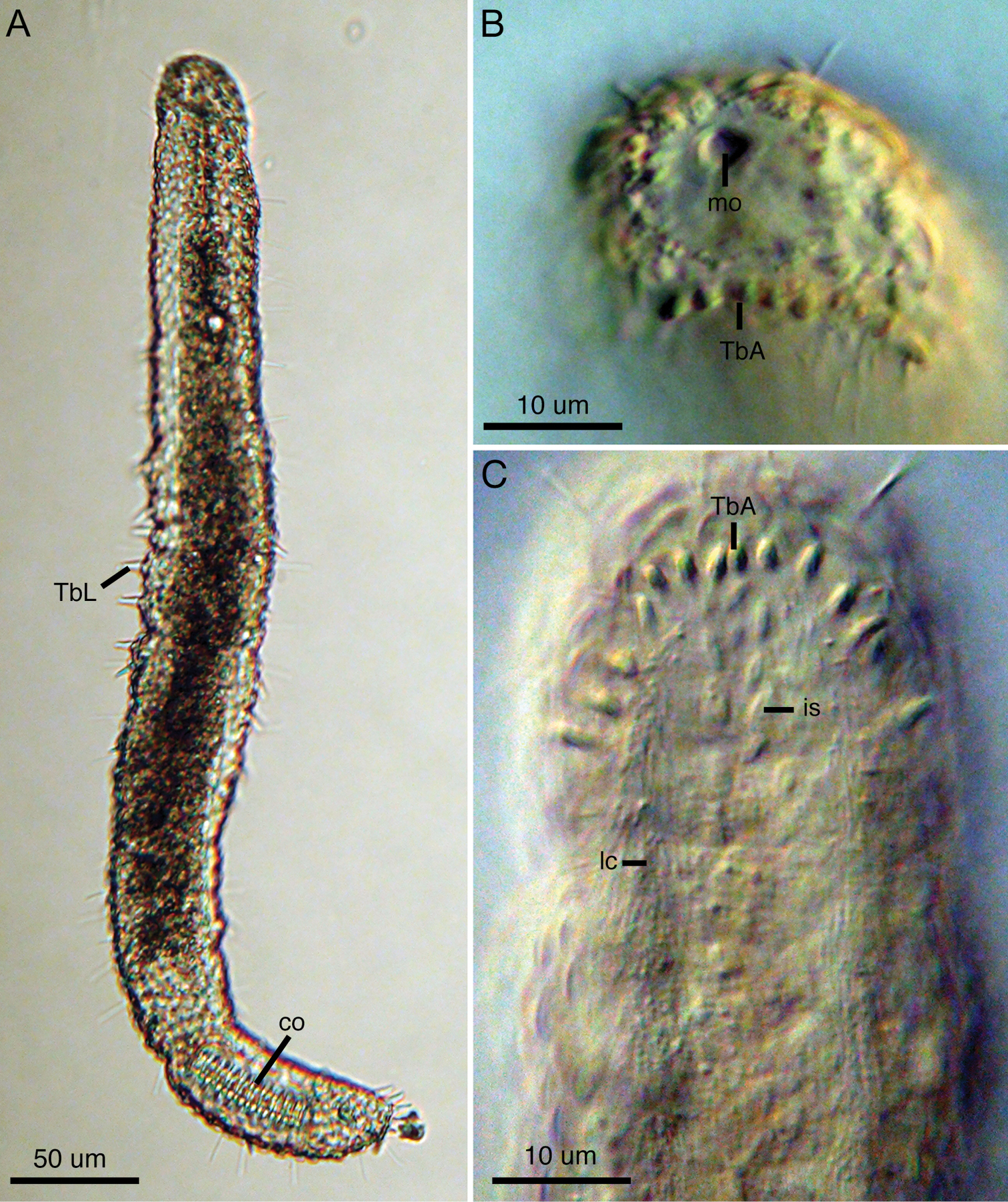 Lepidodasys ligni Lepidodasys ligni