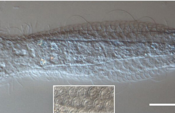 Lepidodermella squamata Lepidodermella squamata