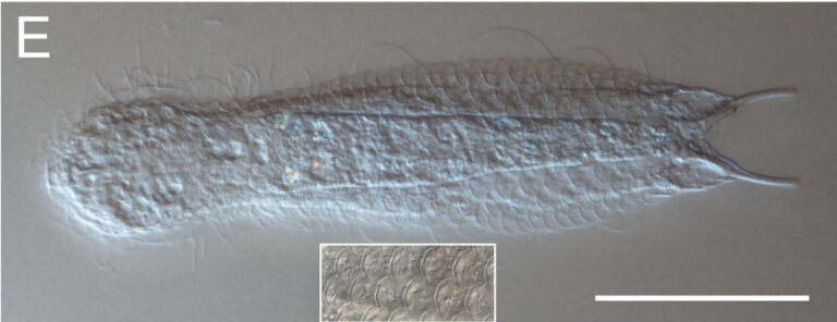 Lepidodermella squamata Lepidodermella squamata
