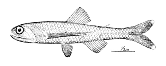 Lepidophanes guentheri (Lepidophanes guentheri) |commons:File:Lepidophanes guentheri.jpg