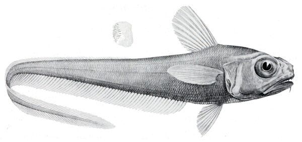 Lepidorhynchus denticulatus (Lepidorhynchus denticulatus) |commons:File:Lepidorhynchus denticulatus.jpg