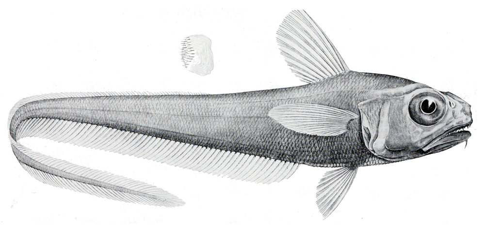Lepidorhynchus denticulatus (Lepidorhynchus denticulatus) |commons:File:Lepidorhynchus denticulatus.jpg