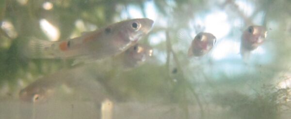 Lepistes (Poecilia reticulata) |commons:File:Golomines (Poecilia reticulata) en Guadeloupe - 6.jpg