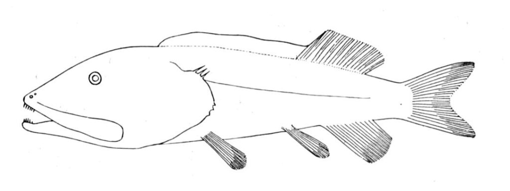 Leptochilichthys pinguis (Leptochilichthys pinguis) |commons:File:Leptochilichthys pinguis.jpg